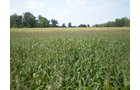 Property photo 25 - 40 Acres in 4 Tracts - Great Location!
